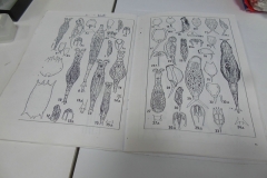 DSCN0027_rs