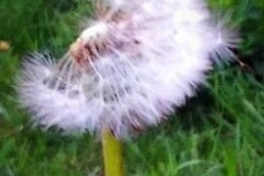 1_77FCE798-D739-444D-8511-95203B9E9F89