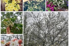 Zdjęcia Szymona A. z klasy III - Wiosenny Konkurs Fotograficzny